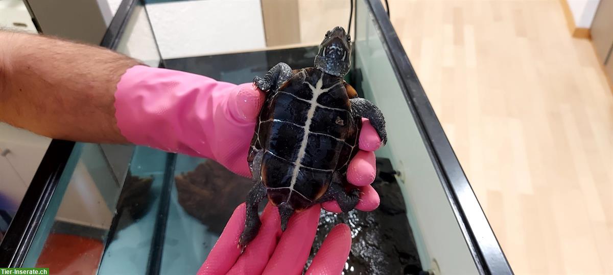 Bild 6: 3 Wasserschildkröten: 1x Mauremys Sinensis, 2x Mauremys Reevesii