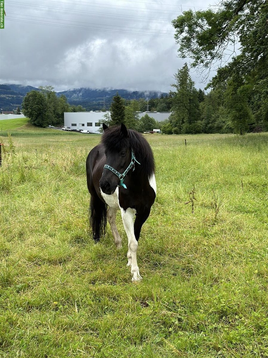 Bild 2: Reitbeteiligung auf Isländer in 8645 Jona SG