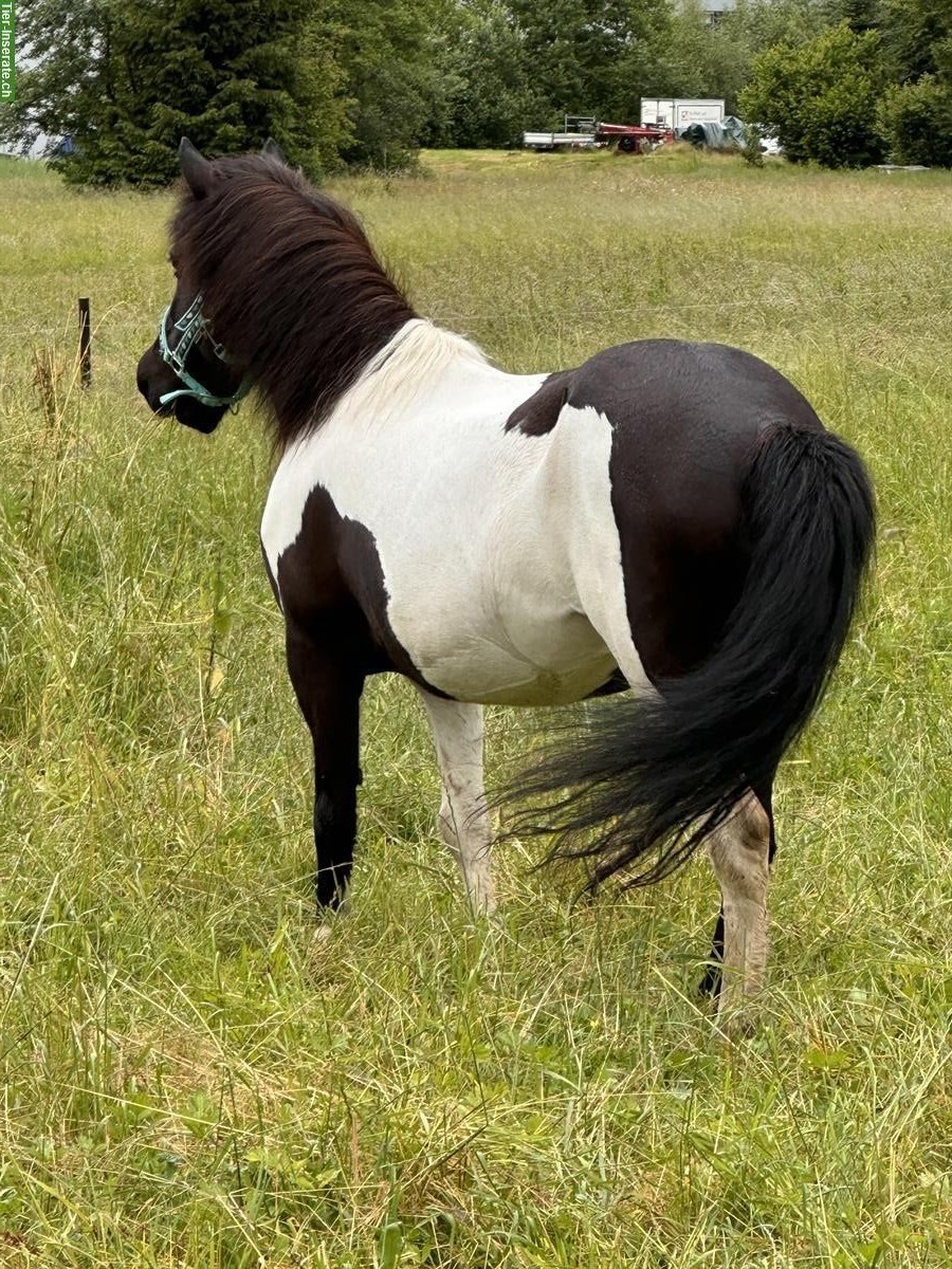 Bild 3: Reitbeteiligung auf Isländer in 8645 Jona SG