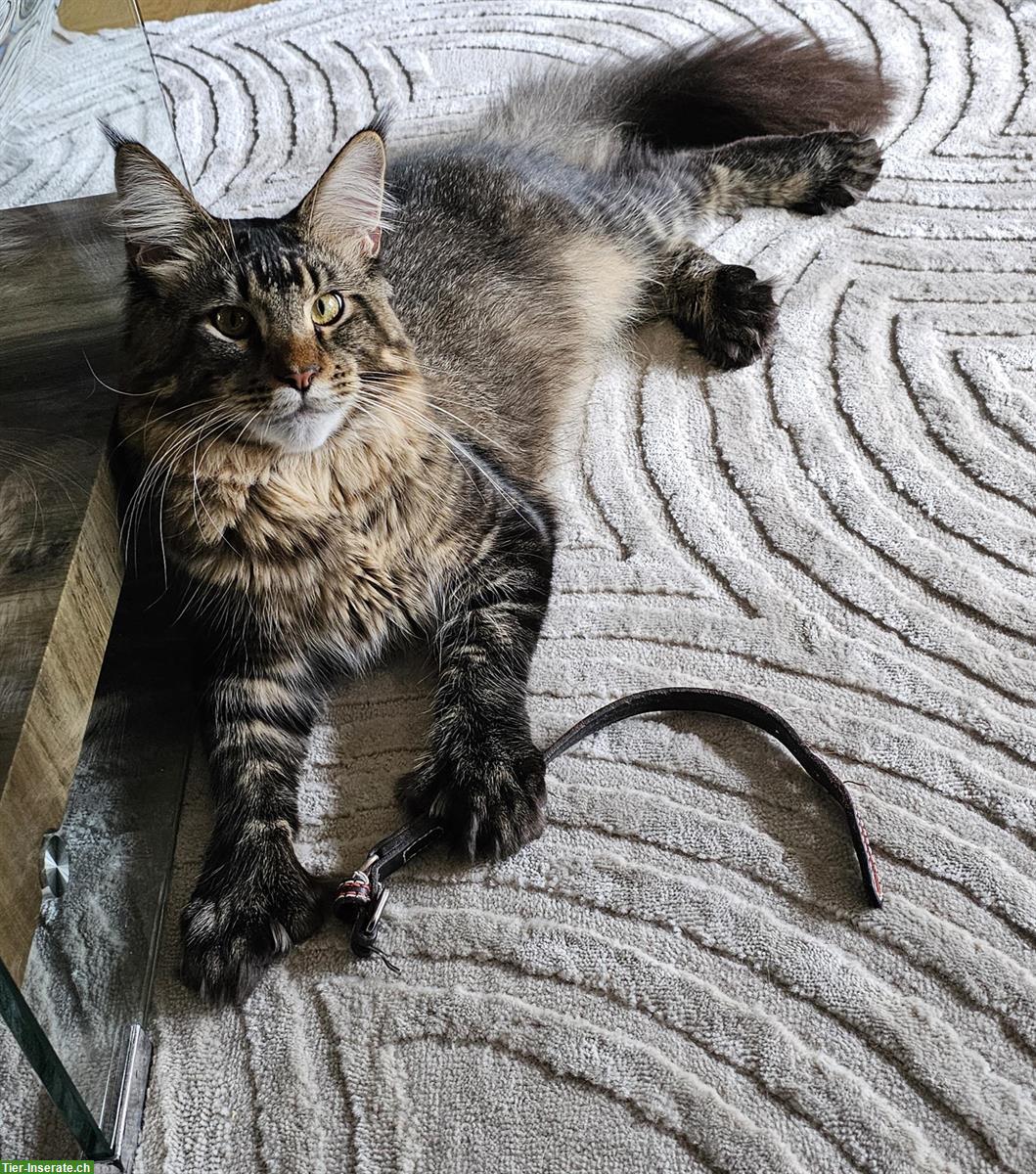 Reinrassiger Maine Coon (Poly) Deckkater