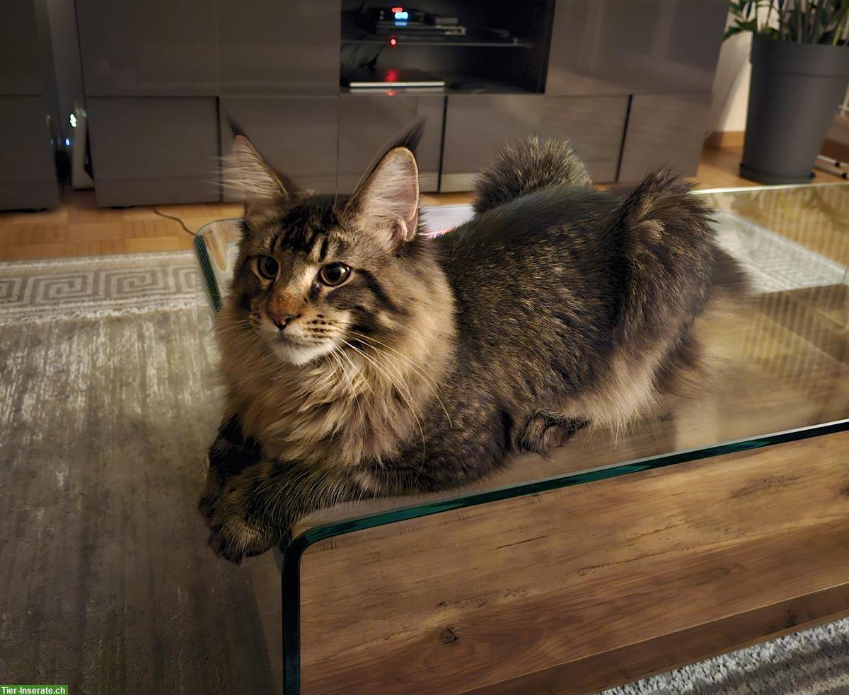 Bild 2: Reinrassiger Maine Coon (Poly) Deckkater