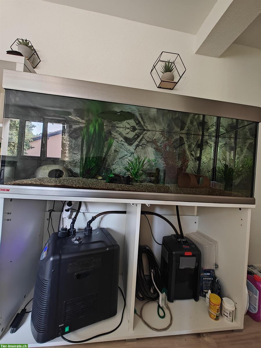 Bild 2: EHEIM Aquarium mit Axolotl und etc.