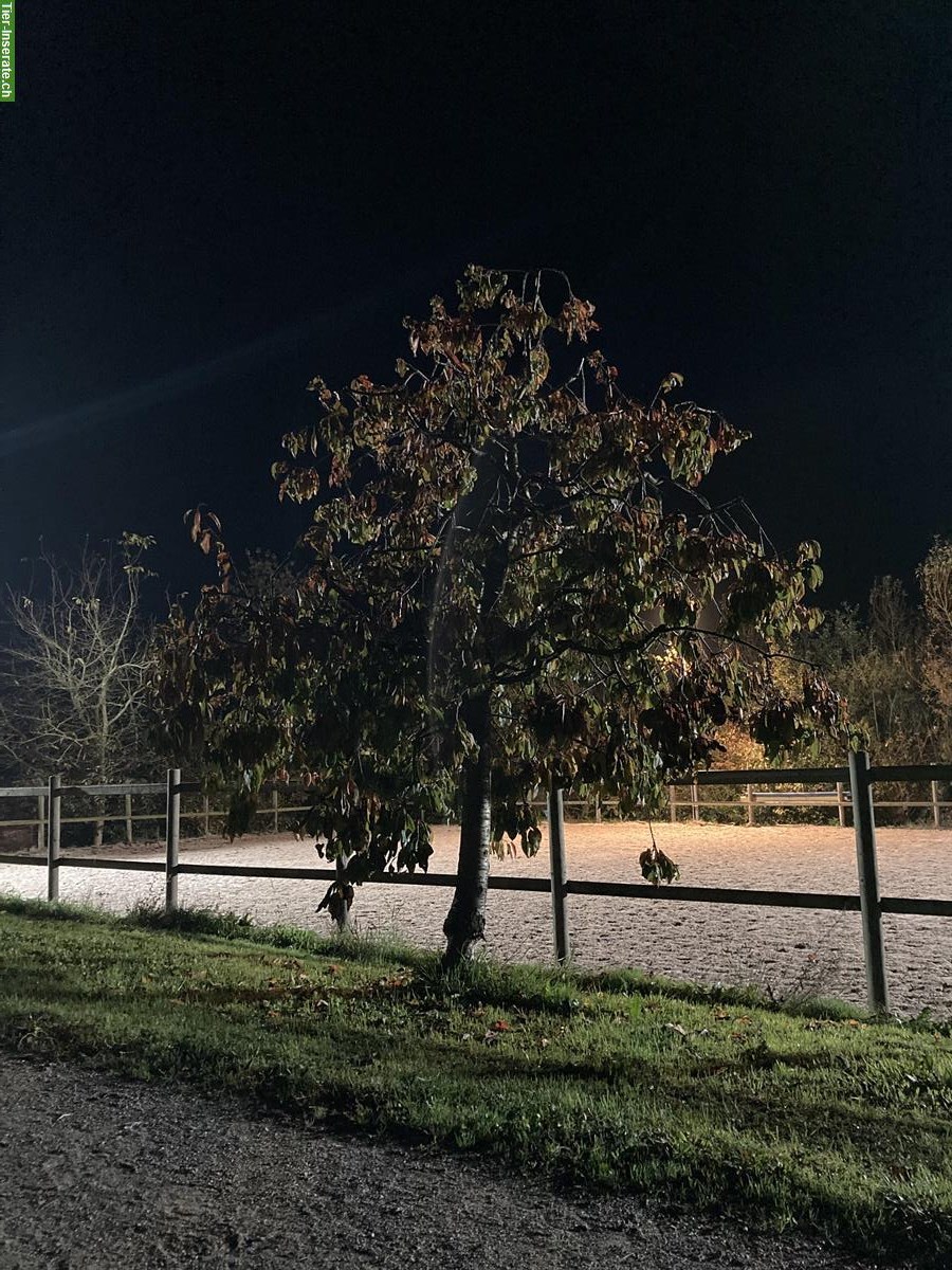 Bild 4: Freie Auslaufboxe in Grafenried BE