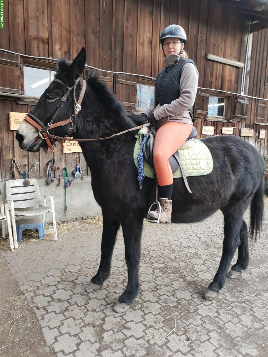 Reiten eventuell Pflegepferd Rebstein im Rheintal