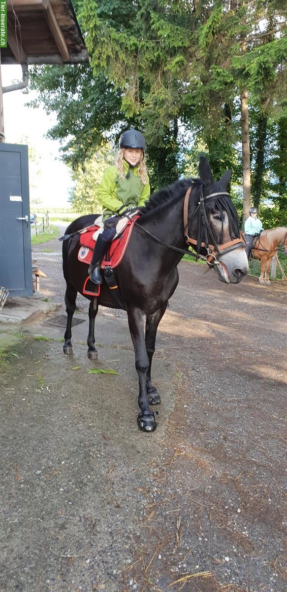 Bild 2: Reiten eventuell Pflegepferd Rebstein im Rheintal