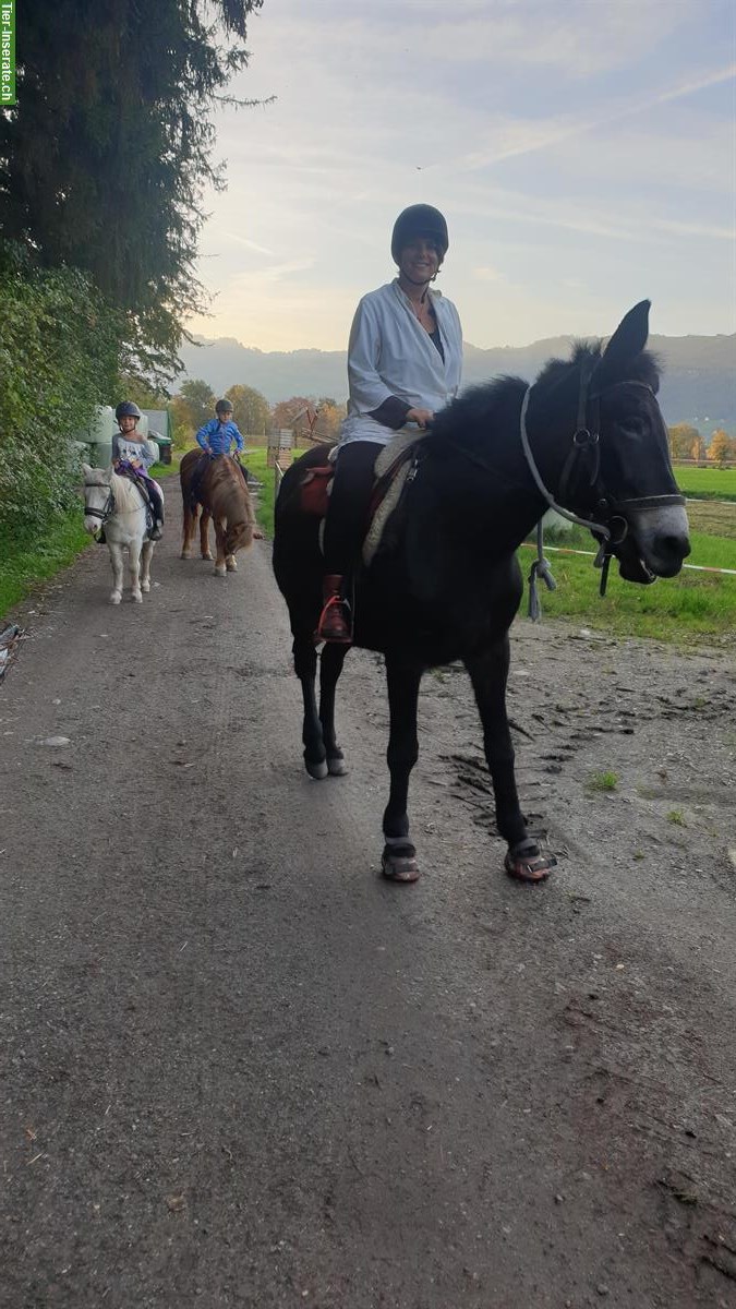 Bild 3: Reiten eventuell Pflegepferd Rebstein im Rheintal