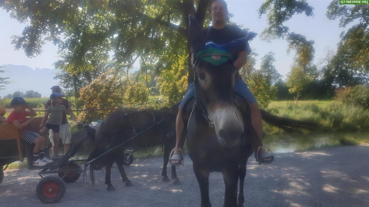 Bild 4: Reiten eventuell Pflegepferd Rebstein im Rheintal