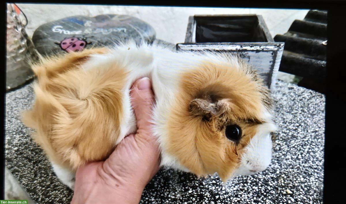 Kastrierte Meerschweinchen Böcke suchen Zuhause