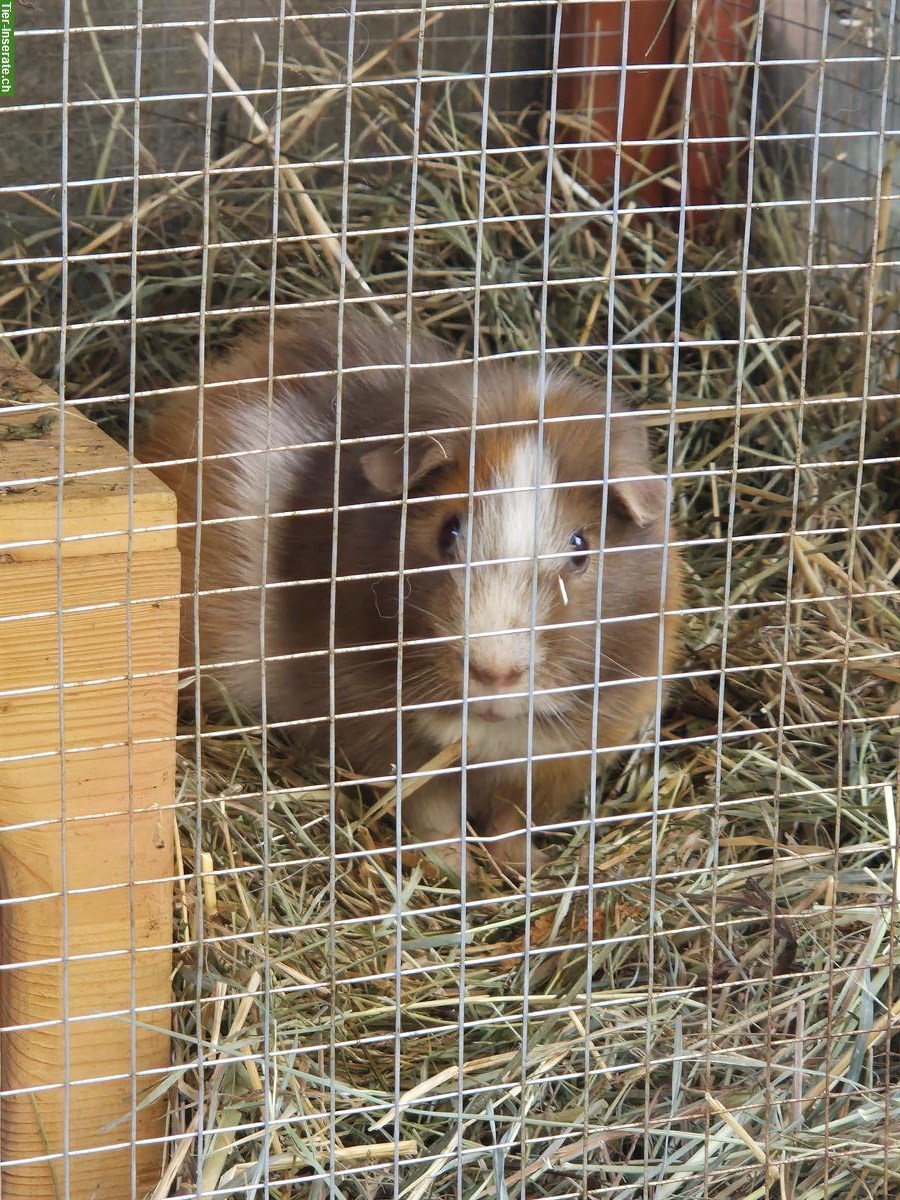 Bild 2: Kastrierte Meerschweinchen Böcke suchen Zuhause