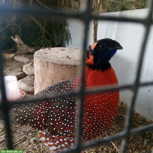 Bild 2: Satyrtragopan Hühner Nachzucht 2024