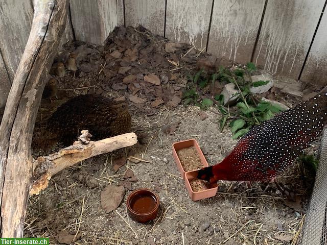 Bild 3: Satyrtragopan Hühner Nachzucht 2024