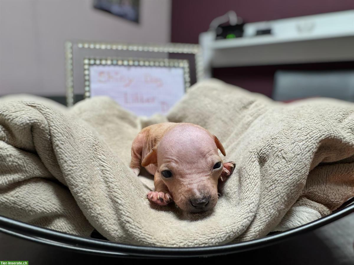 Bild 4: American Hairless Terrier Welpen, reinrassig