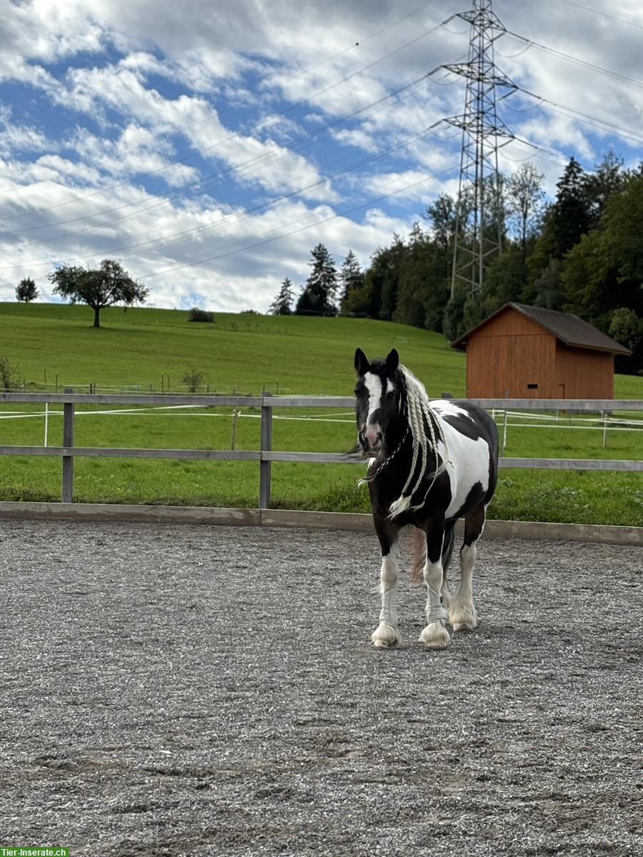 Reitbeteiligung für tolles Pony, Horgenberg ZH