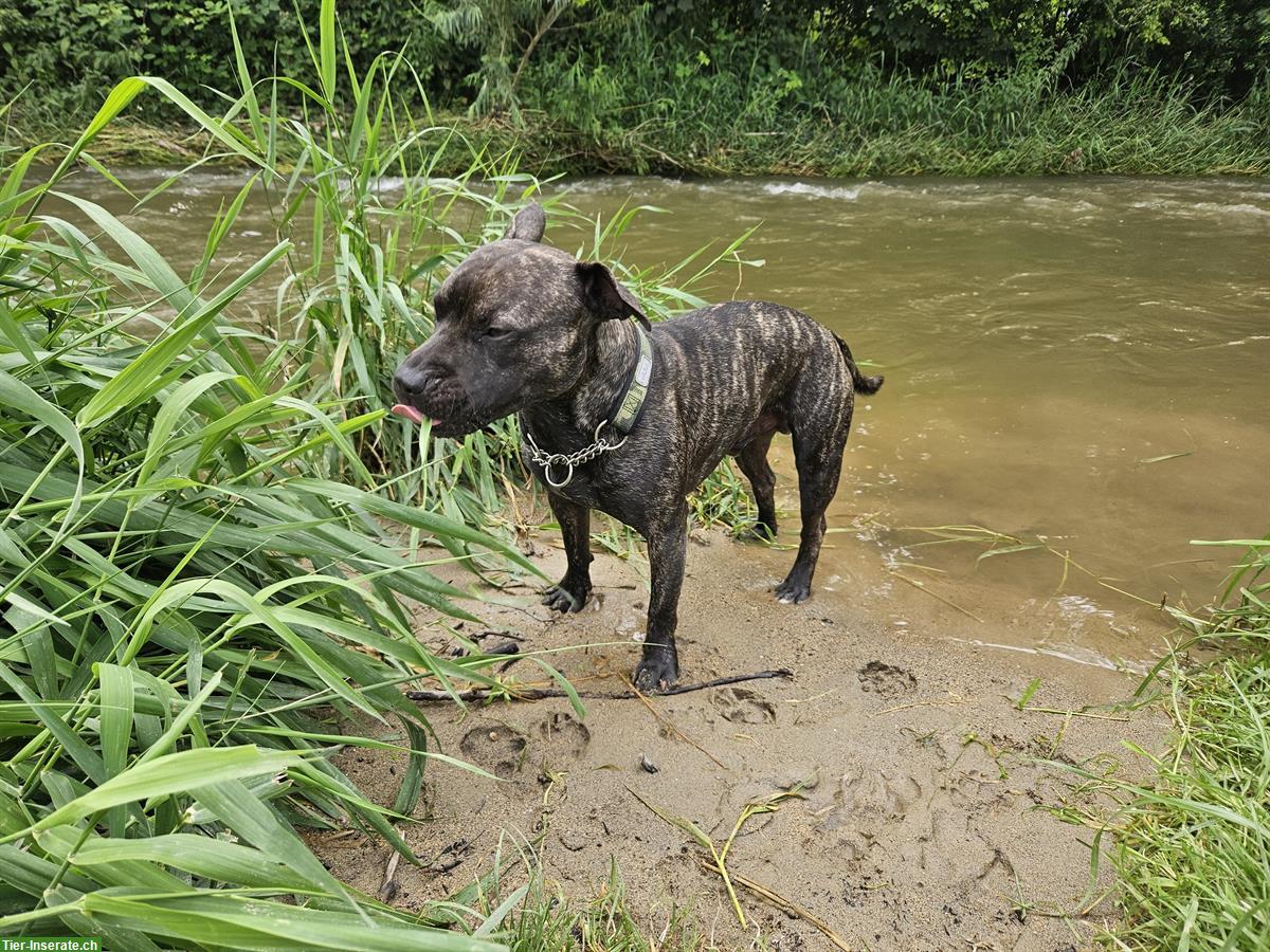 Bild 3: Alternativ Bulldogge Rüde in Brindle mit Ahnentafel