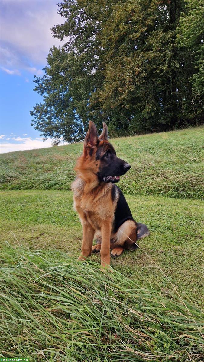 Bild 2: Reinrassiger Deutscher Schäferhund, 8 Monate jung