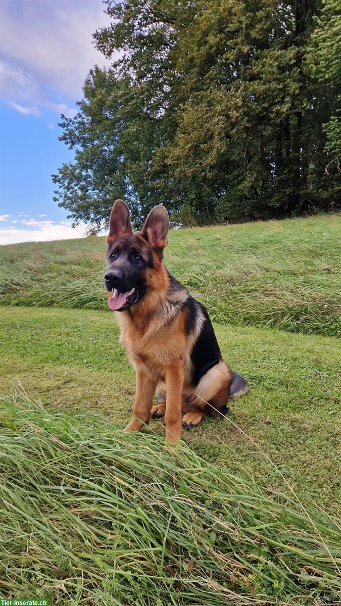 Bild 3: Reinrassiger Deutscher Schäferhund, 8 Monate jung