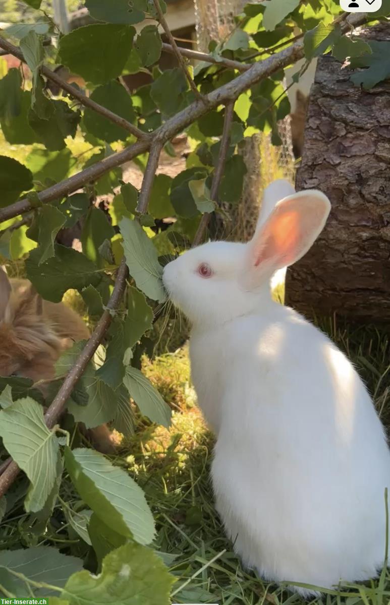 Bild 2: Kaninchen Flora & Flecki zu verkaufen