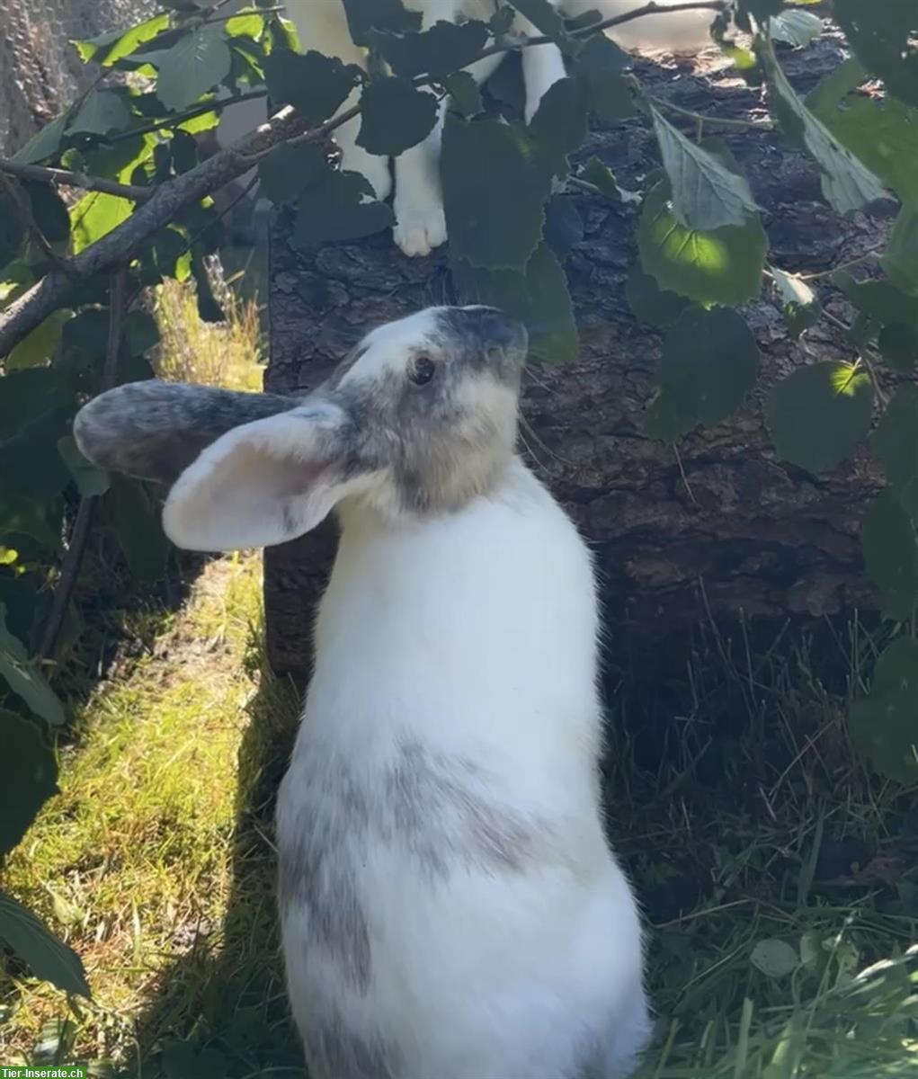 Bild 3: Kaninchen Flora & Flecki zu verkaufen