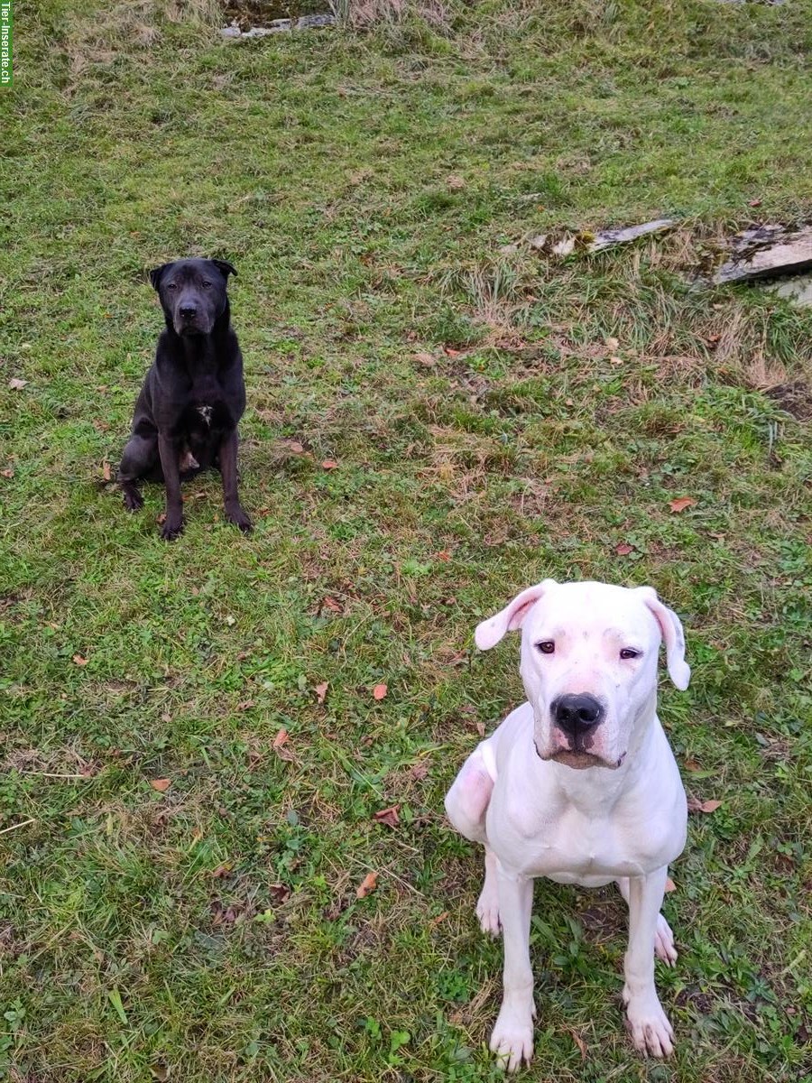 Bild 2: Dogo Argentino Hündin, bald 2-jährig