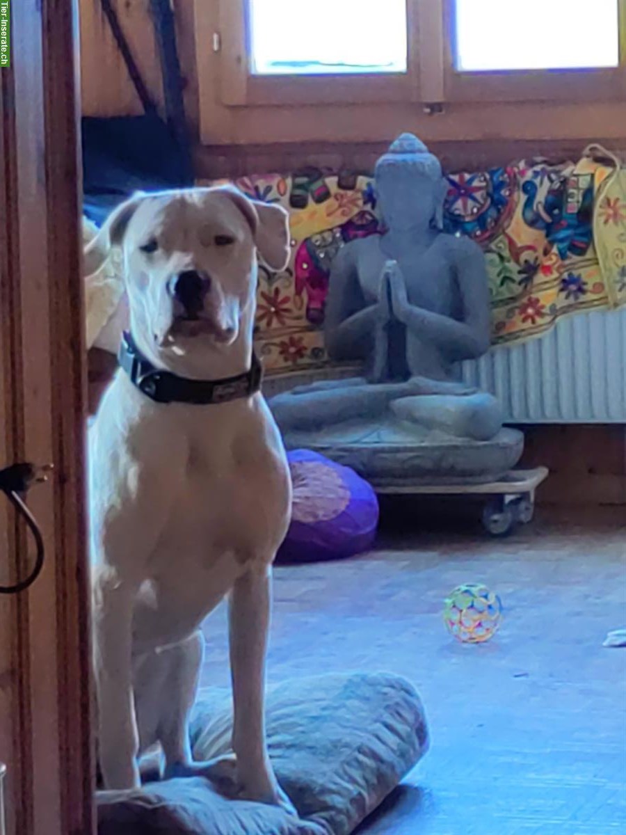 Bild 3: Dogo Argentino Hündin, bald 2-jährig