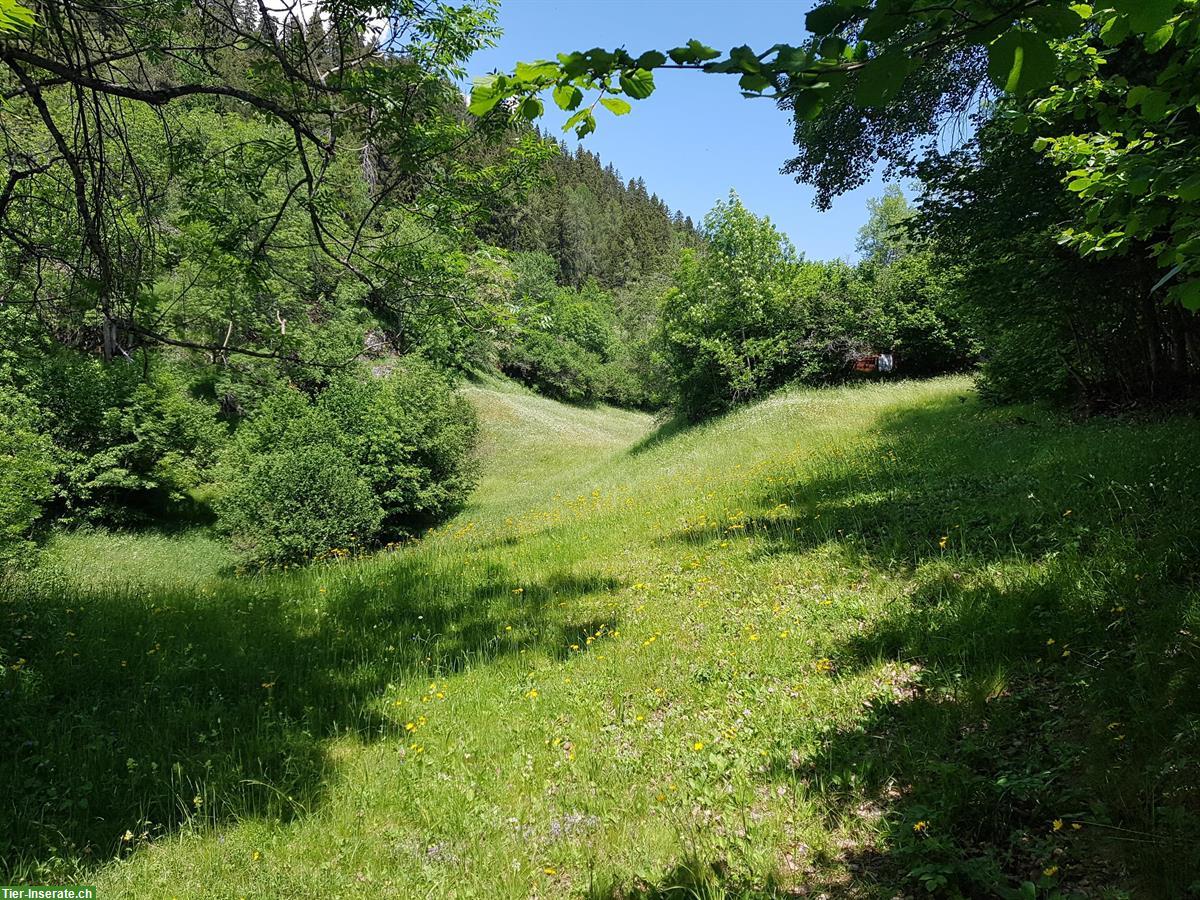 Biete Sommerweide/Alp für Pferde, Mulis und Esel