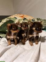 Chihuahua Welpen suchen liebes Zuhause