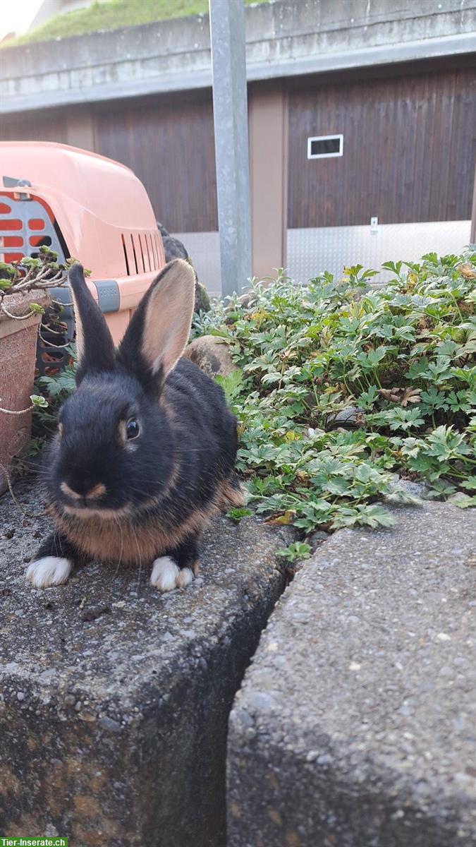 Bild 2: Junge Lohkaninchen suchen ein neues Zuhause