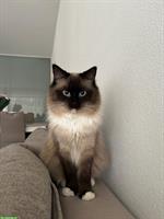 Traumhafte Ragdoll Katzen abzugeben – nur an liebevolle Halter