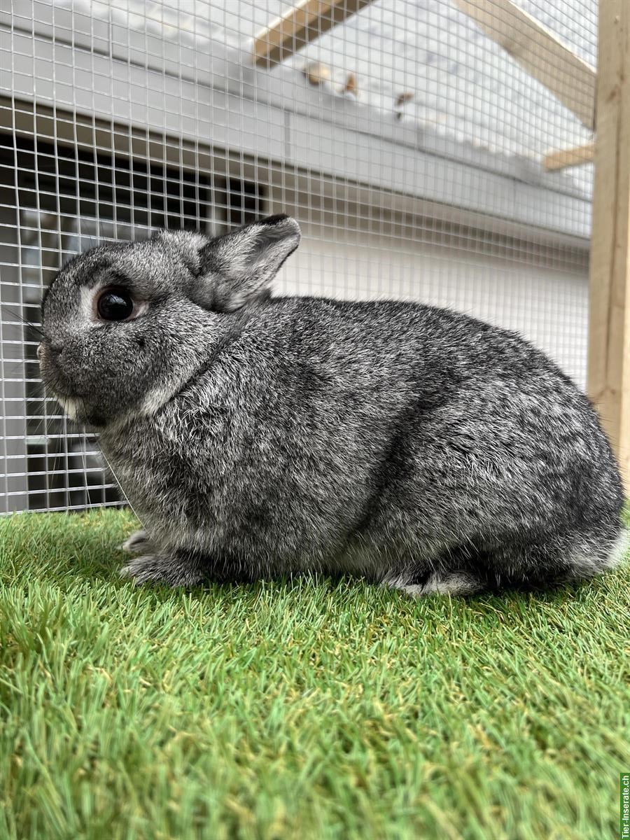 Bild 2: Farbenzwerg Zwergkaninchen Rammler in Chinchilla