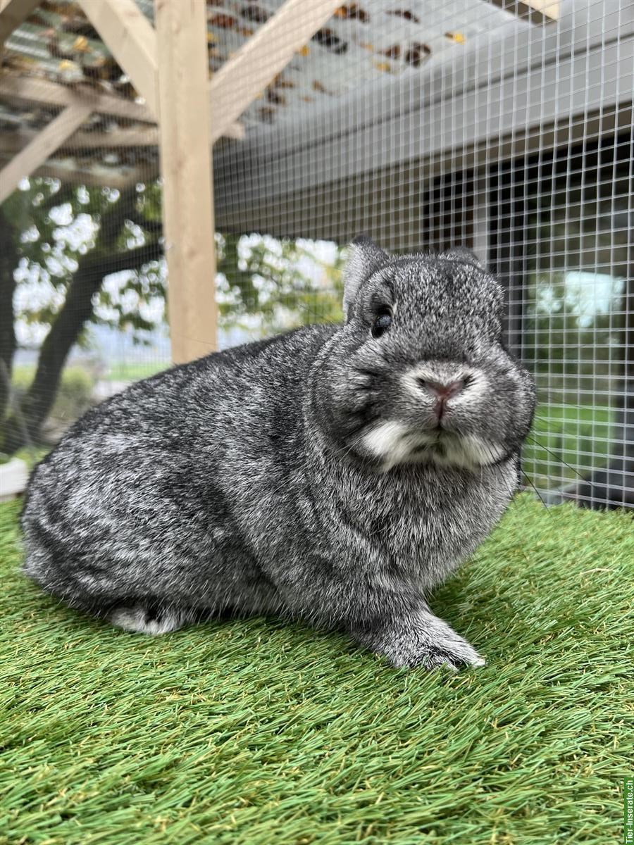 Bild 3: Farbenzwerg Zwergkaninchen Rammler in Chinchilla