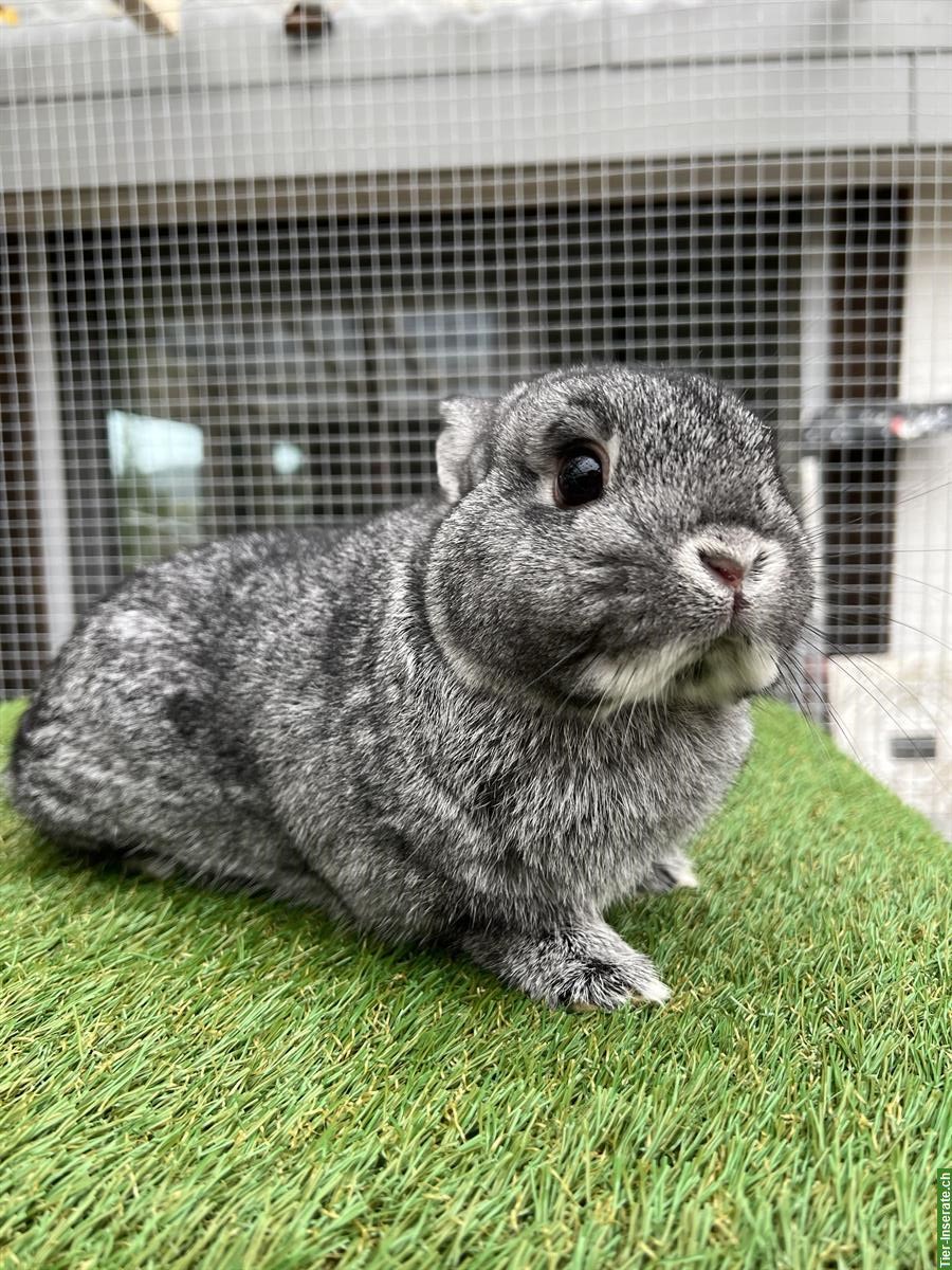 Bild 4: Farbenzwerg Zwergkaninchen Rammler in Chinchilla