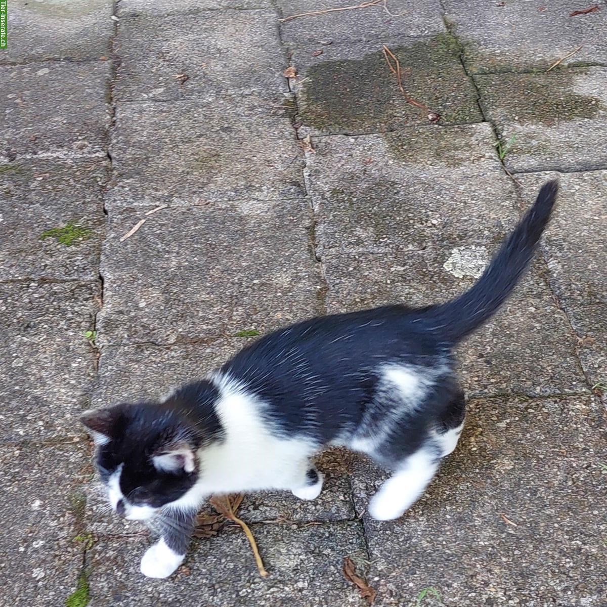 Junge Katzenbabys vom Bauernhof