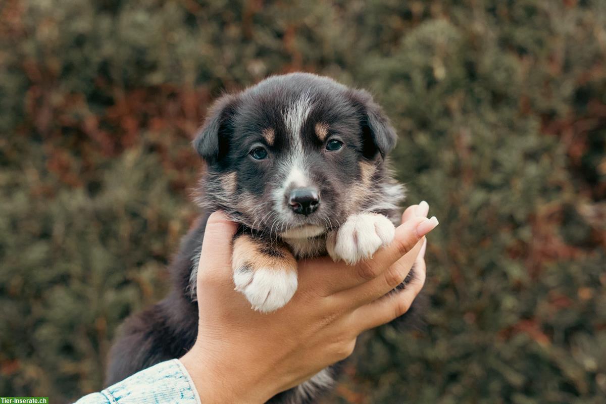 Border Collie Welpen aus Arbeitslinie