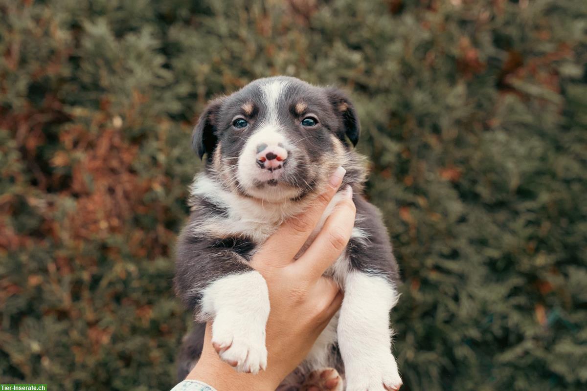 Bild 2: Border Collie Welpen aus Arbeitslinie