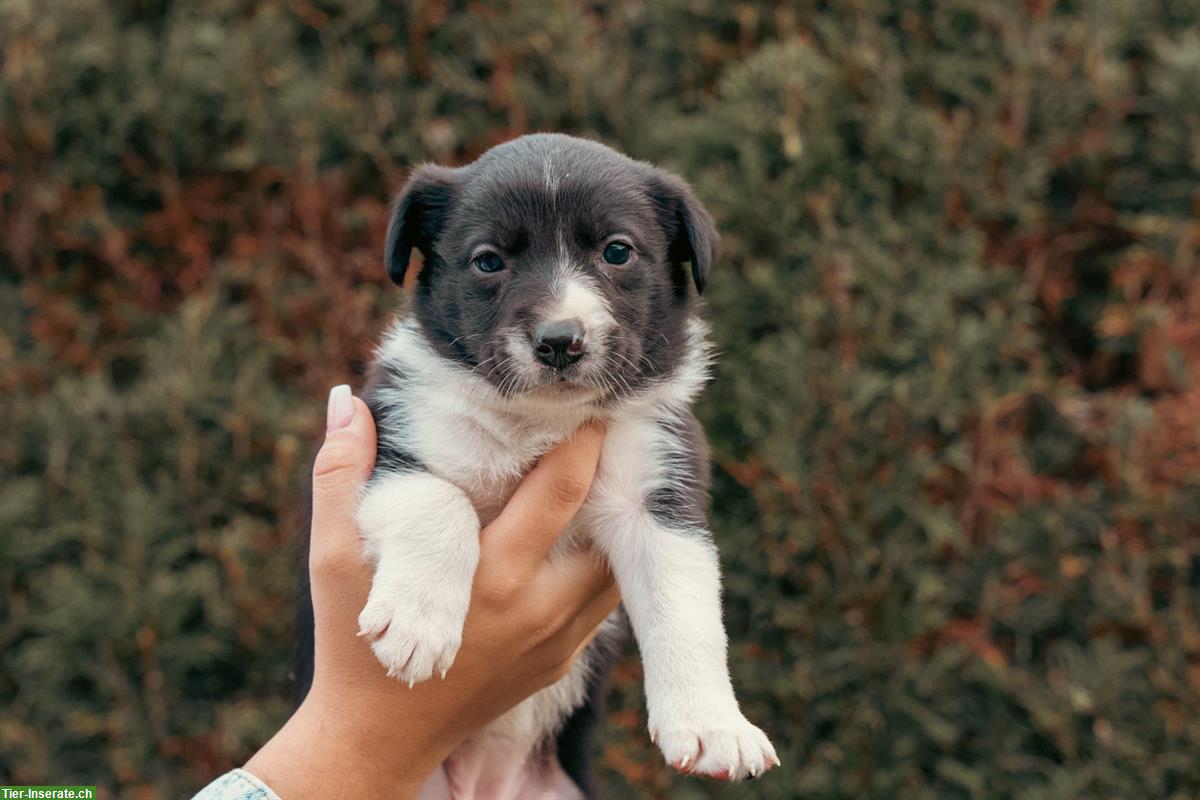 Bild 3: Border Collie Welpen aus Arbeitslinie