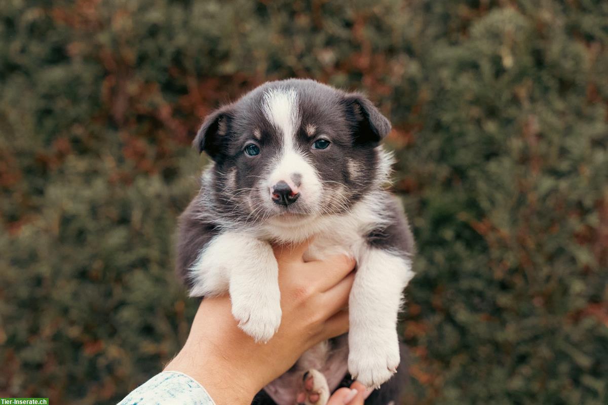 Bild 4: Border Collie Welpen aus Arbeitslinie