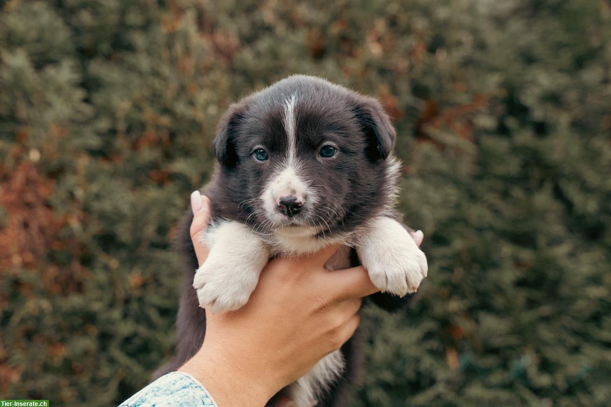 Bild 5: Border Collie Welpen aus Arbeitslinie