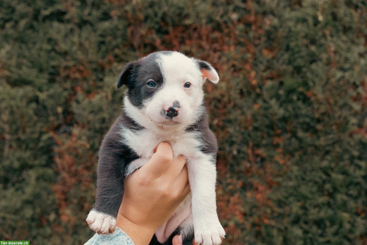 Bild 6: Border Collie Welpen aus Arbeitslinie