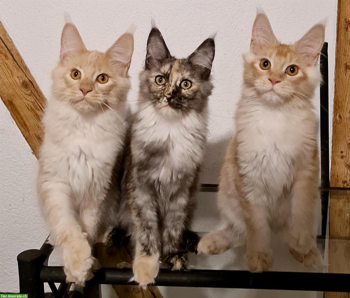 Süsse Maine Coon Kitten suchen liebes Für-Immer-Zuhause