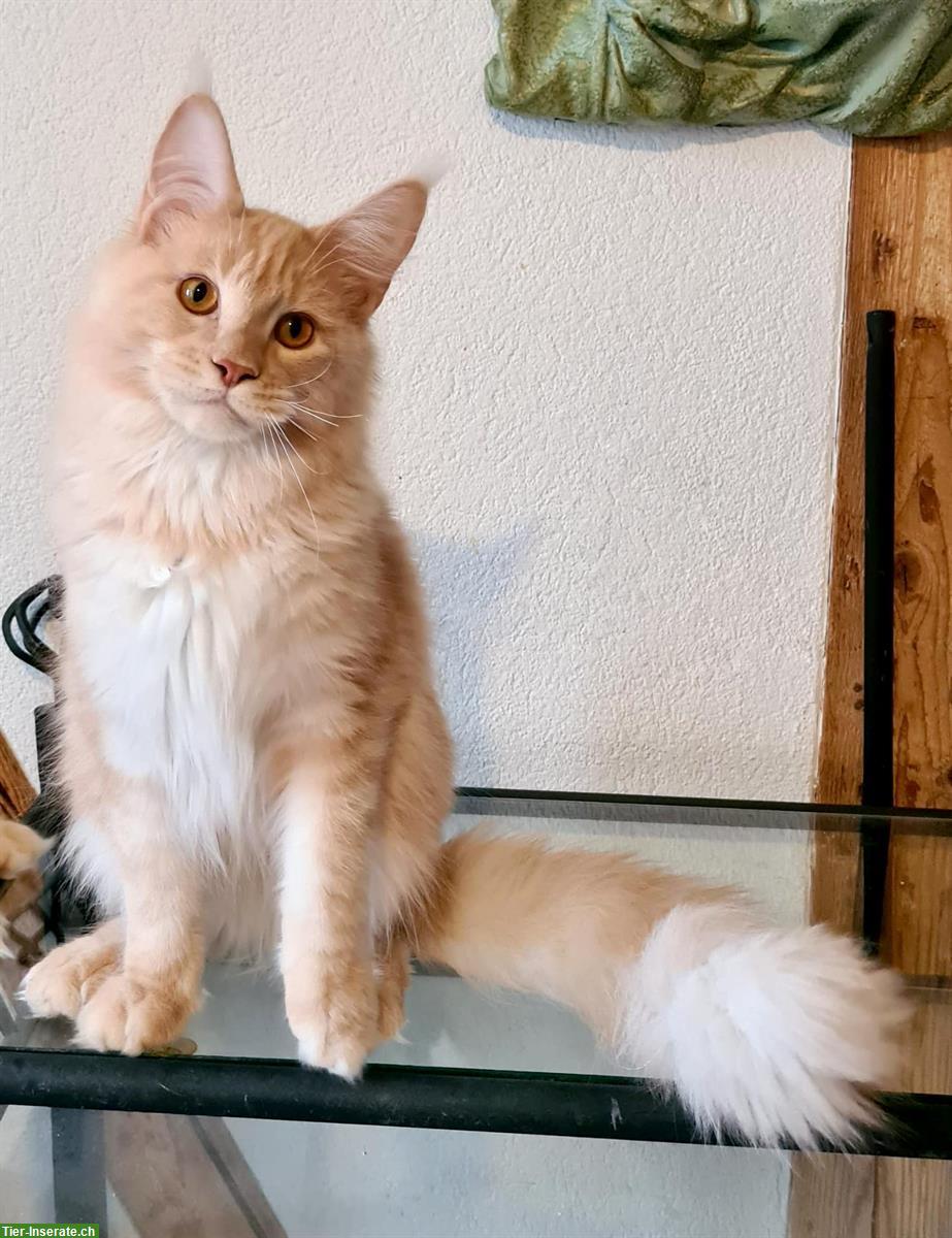 Bild 3: Süsse Maine Coon Kitten suchen liebes Für-Immer-Zuhause