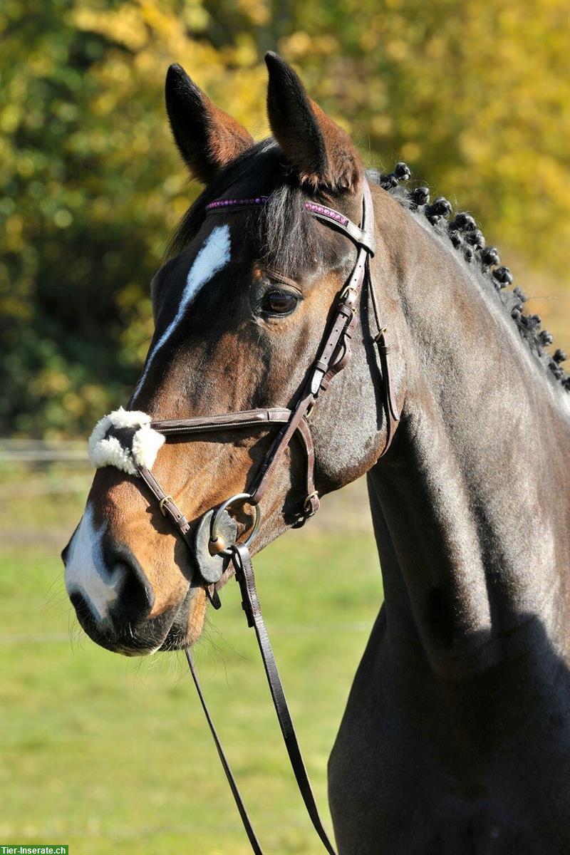 17-jähriger Wallach, das ideale Freizeitpferd🐴