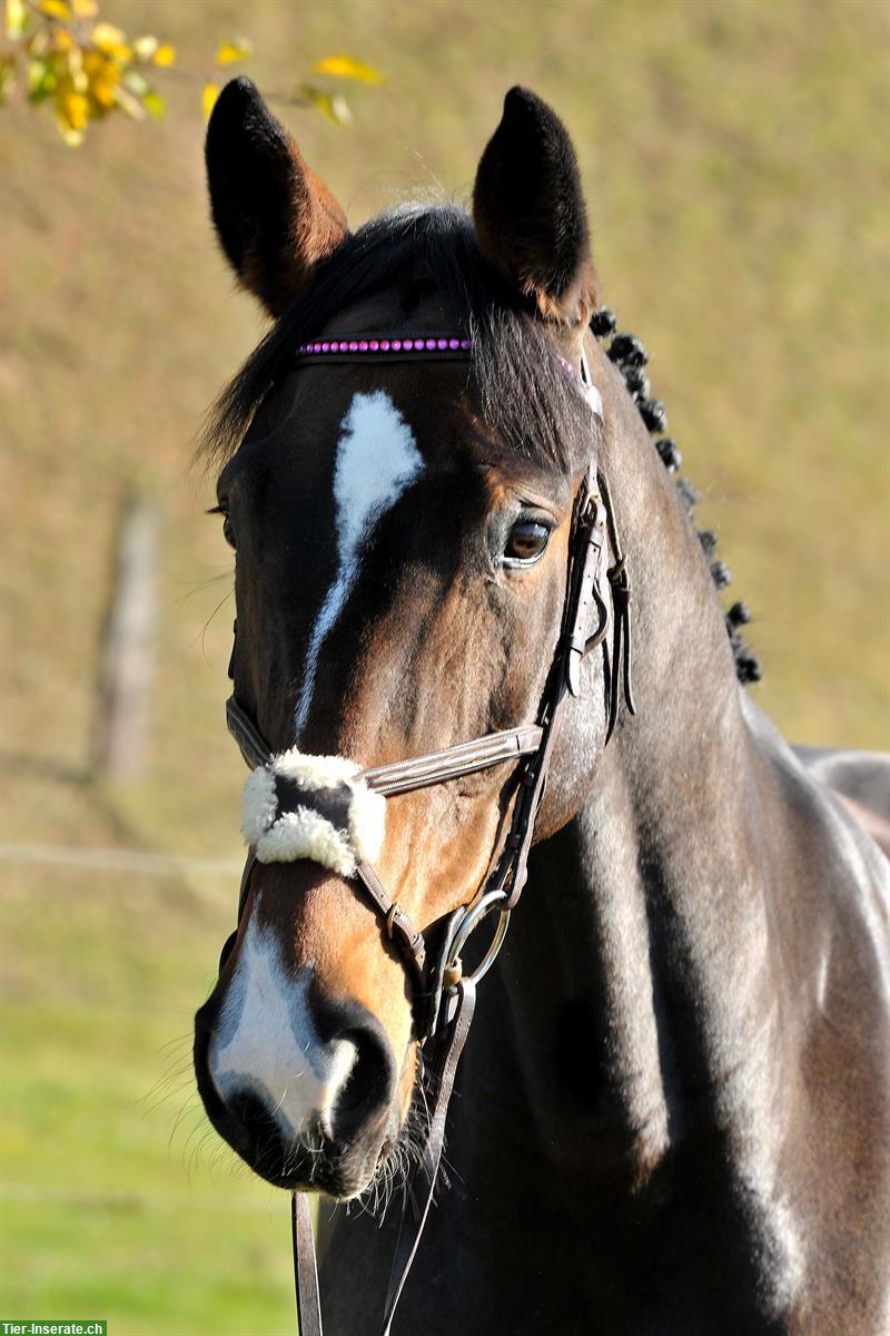 Bild 2: 16-jähriger Wallach, das ideale Freizeitpferd🐴