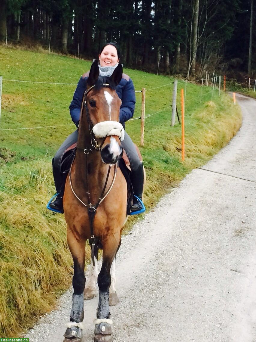 Bild 3: 17-jähriger Wallach, das ideale Freizeitpferd🐴