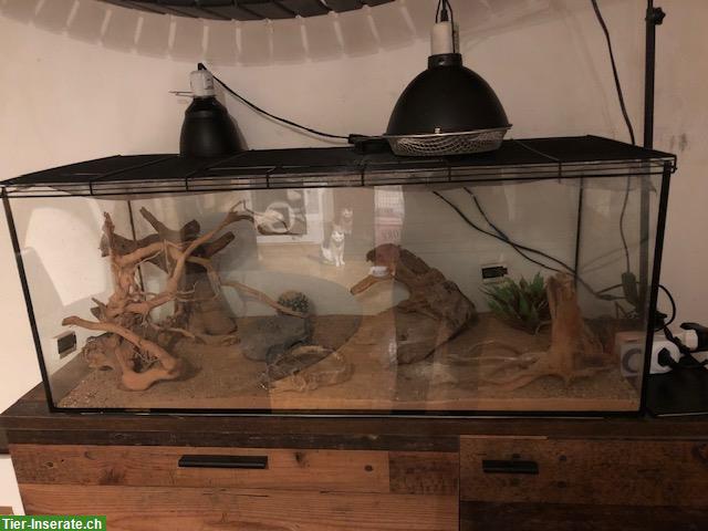 Bild 3: Viperngeckos und Skorpionschwanzgeckos mit Terrarien