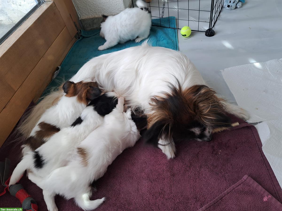 Bild 8: Hundewelpen, reinrassige Papillon, Zwergspaniel