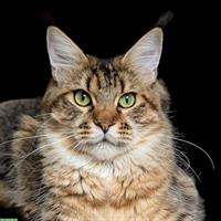 Golden Maine Coon Weibchen, 1.5-jährig