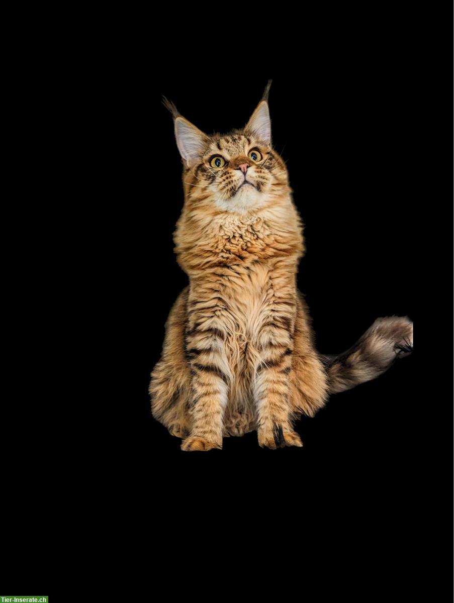 Bild 6: Golden Maine Coon Weibchen, 1.5-jährig