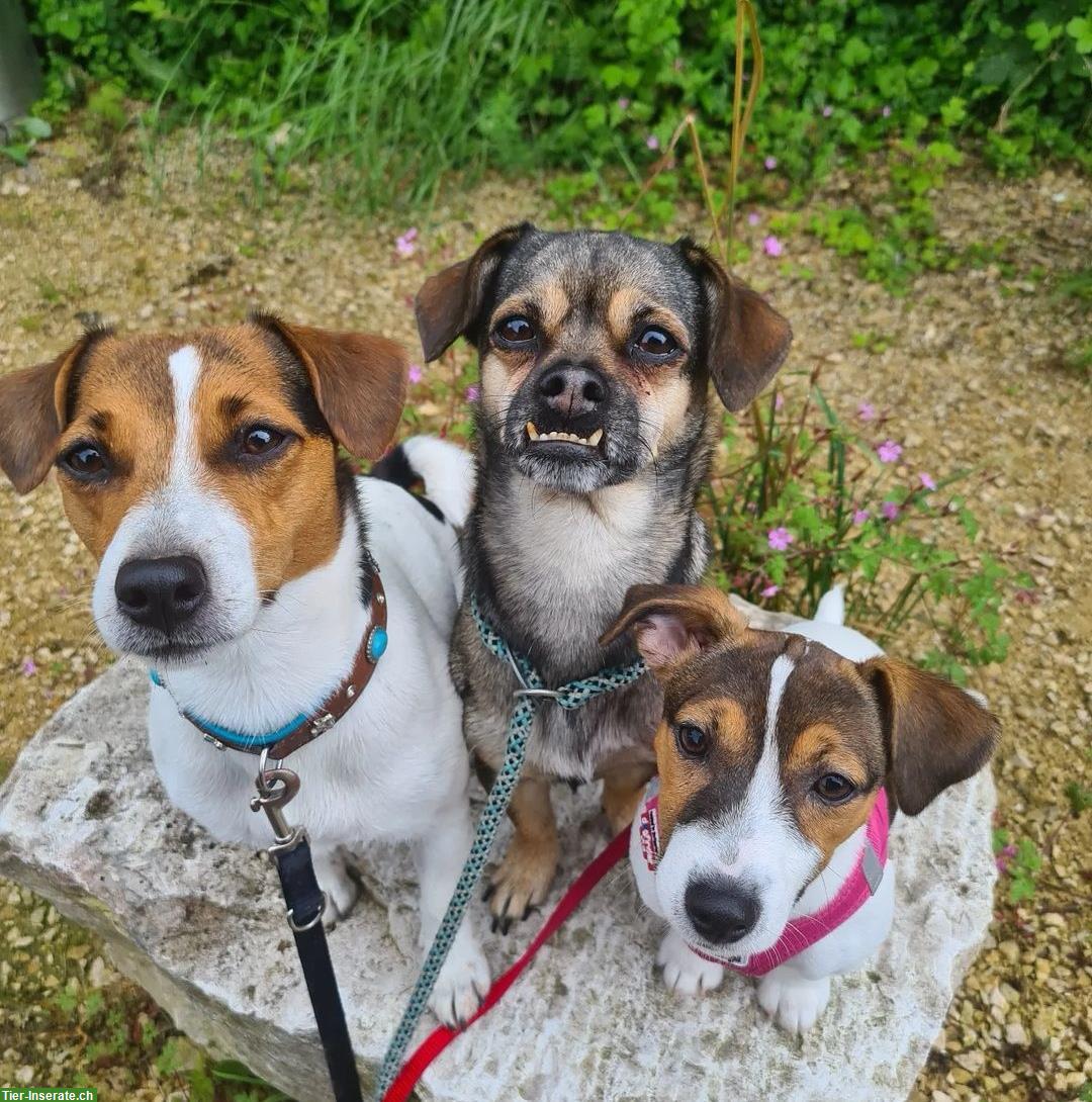 Biete Hundesitting mit Trainingseinheit | Raum Lausen BL