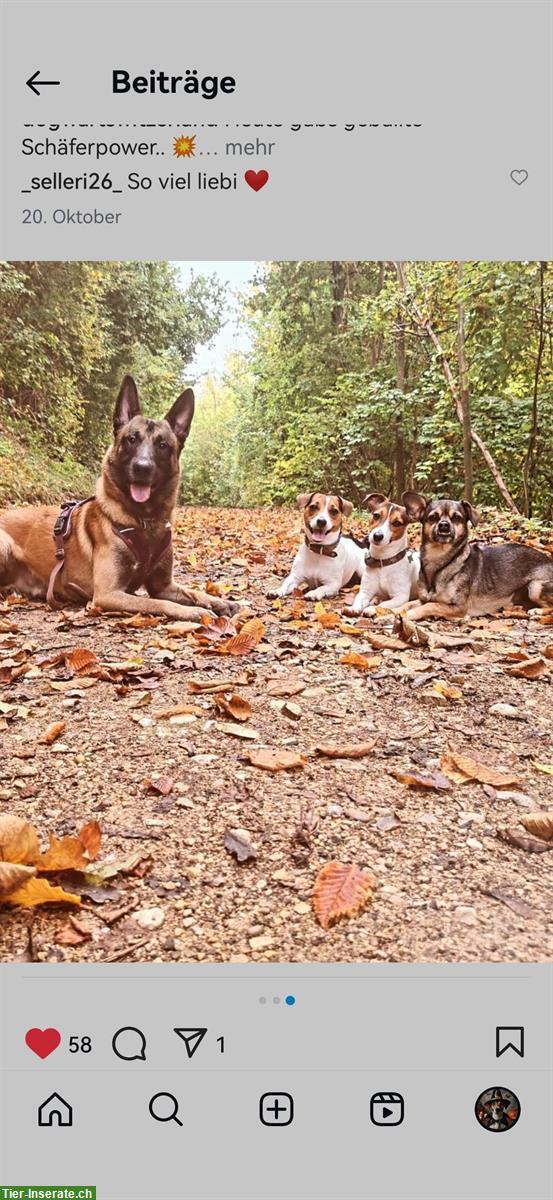 Bild 2: Biete Hundesitting mit Trainingseinheit | Raum Lausen BL