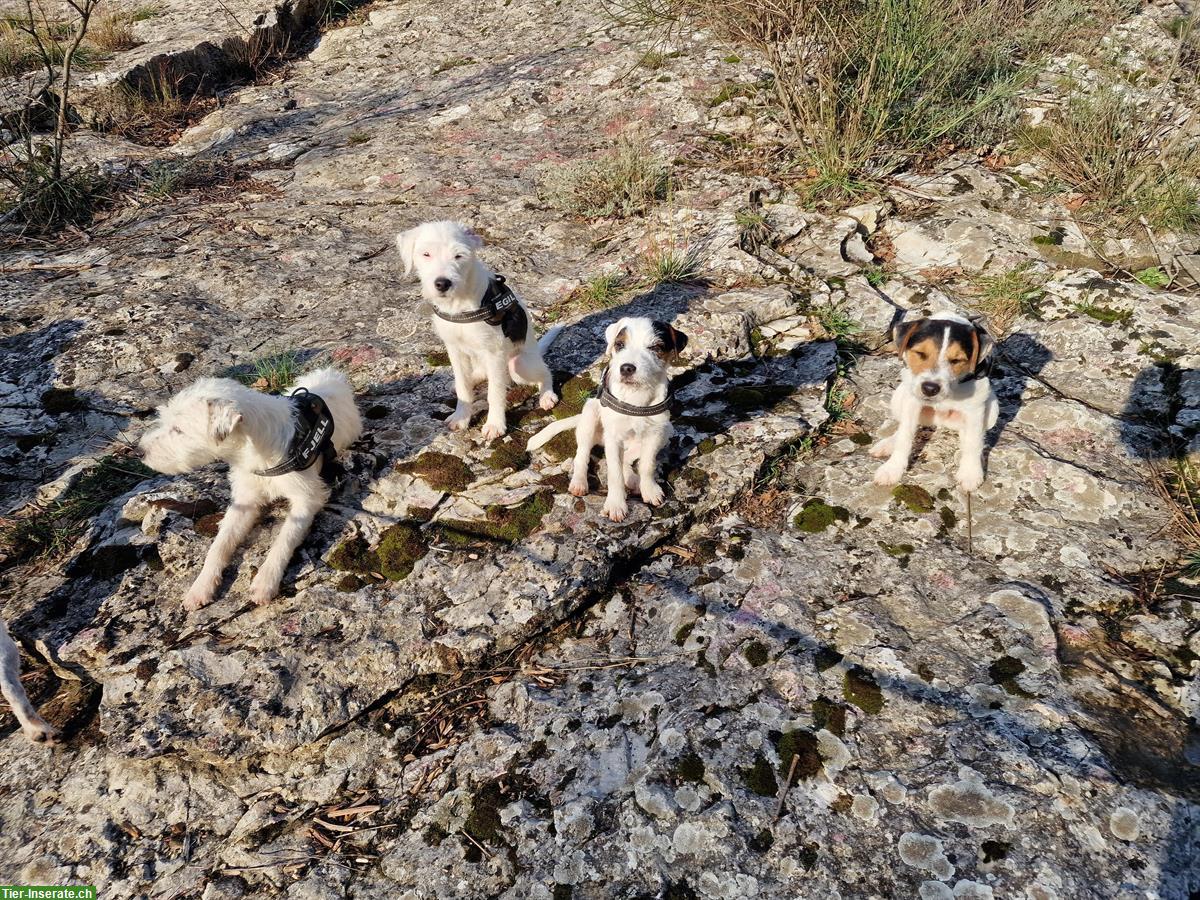 Parson Russell Terrier Junghunde, schön gezeichnet